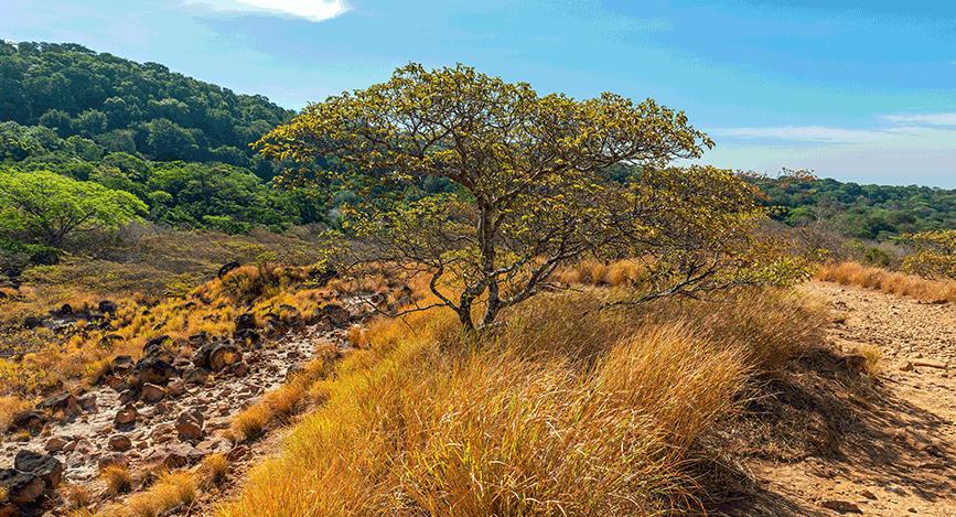 © Istock - SL_Photography Découverte du parc national Rincon de la Vieja et de son volcan