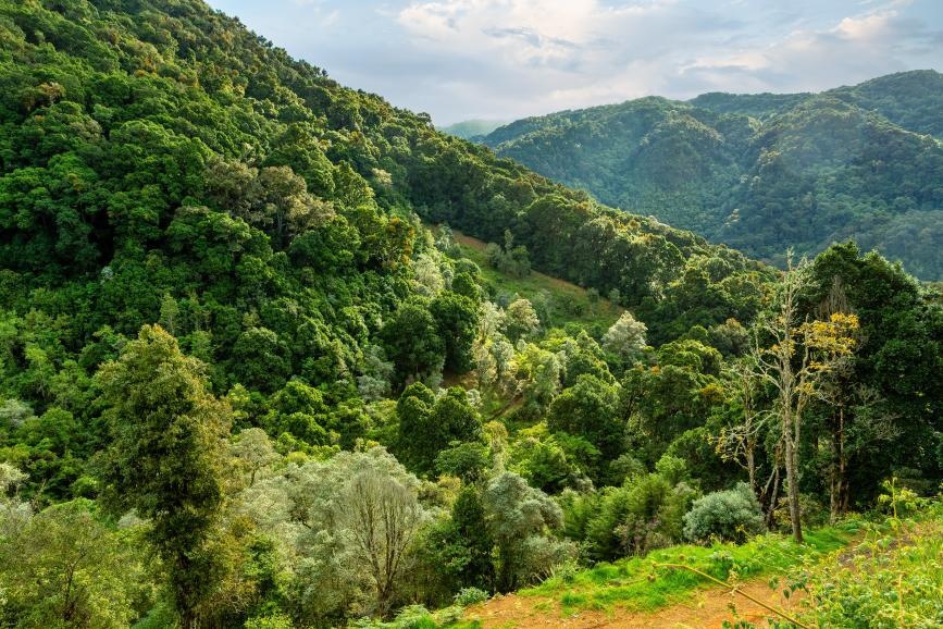 © Istock - Artush Quetzal resplendissant - San Gerardo de Dota