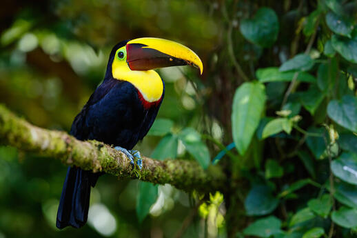 © Shutterstock - Henk Bogaard Sarapiqui