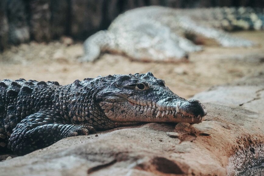 © Unsplash - Chris Lawton Ferme aux crocodiles
