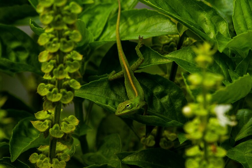 © Unsplash - Ricardo IV Tamayo Jardin botanique