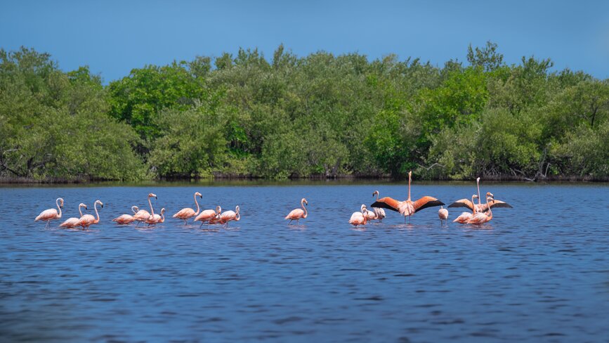 © Shutterstock - Slepoy Réserve Cienaga de Zapata