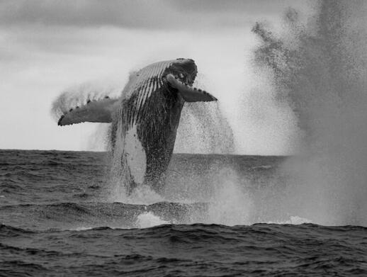 © Unsplash - Britt Weckx Observation des baleines