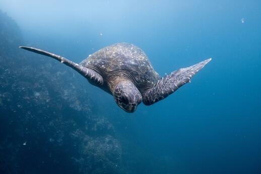 © Unsplash -Dustin Haney Séjour aventure Galapagos