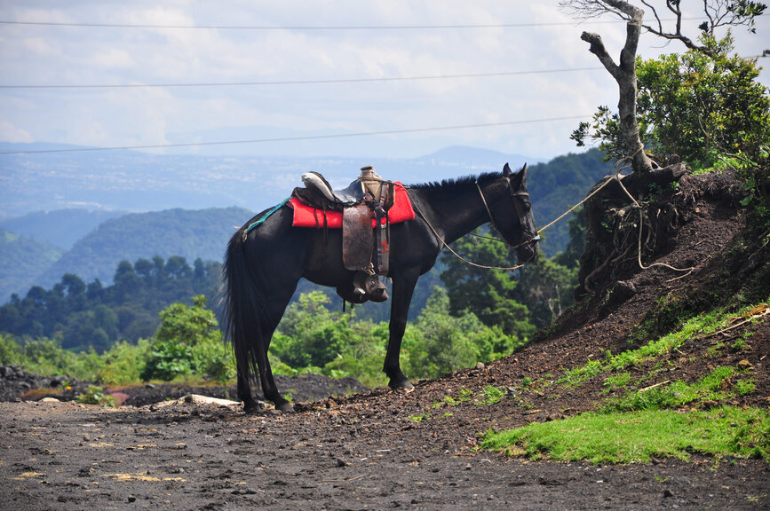 © Shutterstock - nodrama_llama Balade à cheval dans les environs d’Antigua