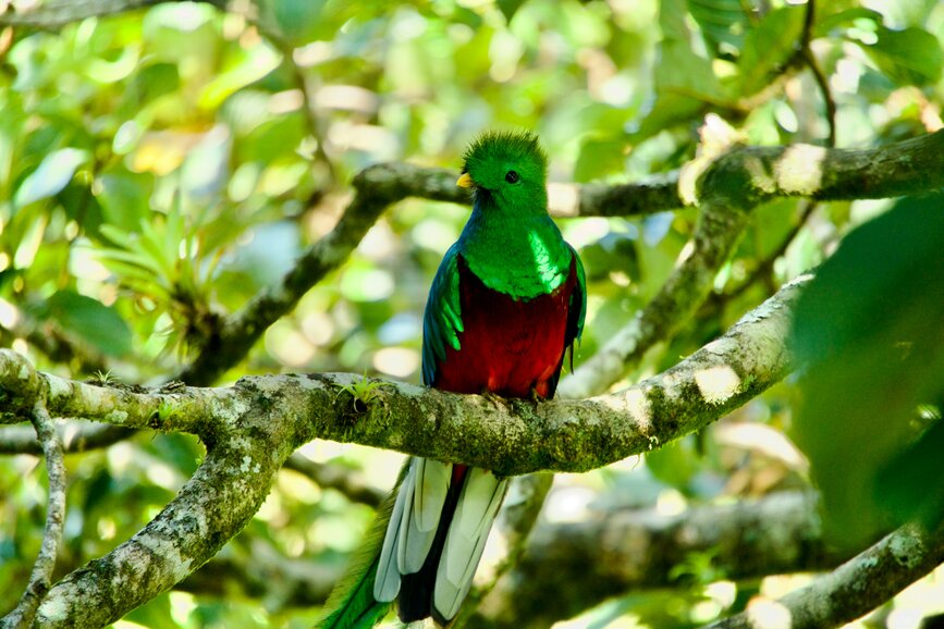 © Unsplash - Aleksandar Popovski Biotope du Quetzal