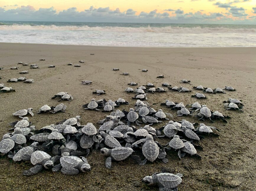 © Unsplash - Pedro Novales Plage de Monterrico