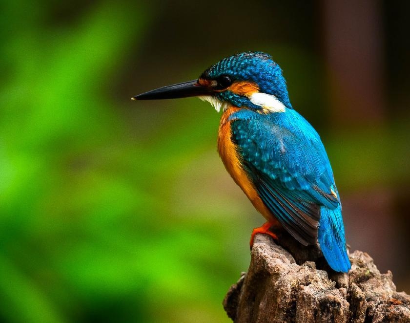 © Shutterstock - aDam Wildlife Punta Manabique