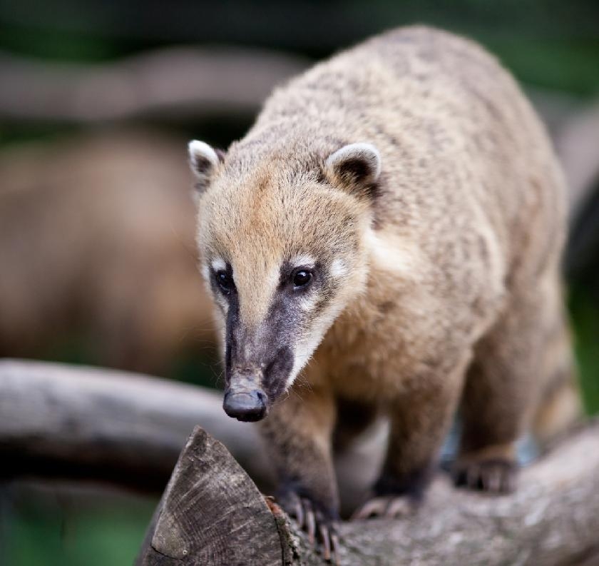 © Shutterstock - l i g h t p o e t Un coati