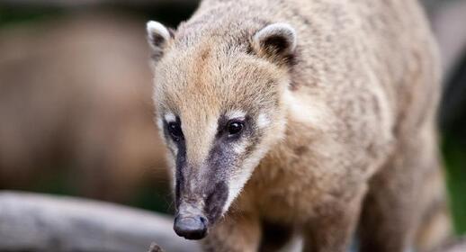 Un coati