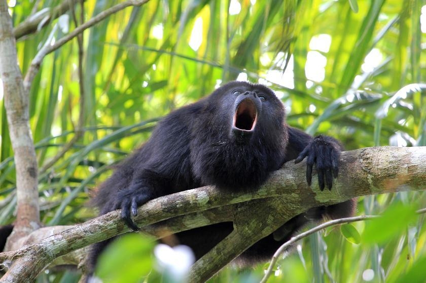 © Shutterstock - reisegraf.ch Un singe hurleur