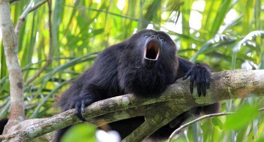Un singe hurleur