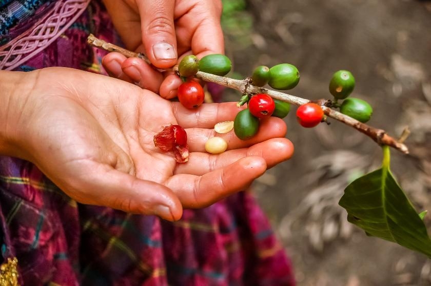 © IStock - Lucy Brown - loca4motion Plantation de café