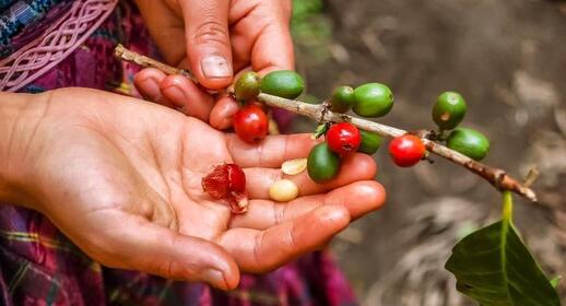 © IStock - Lucy Brown - loca4motion Plantation de café