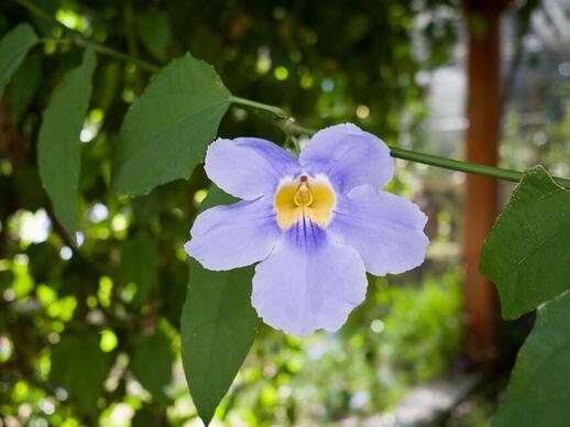 © Shutterstock - Nahun G. Rodriguez Jardin de Lancetilla