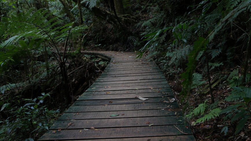 © Unsplash - Pedro Luis Cabrera Acosta Parc national de La Tigra