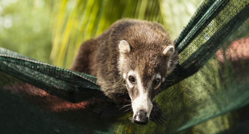 © Shutterstock - My Lit'l Eye Parc national d’El Cusuco