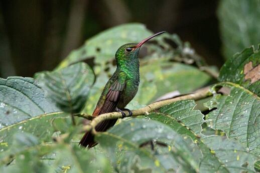 © Unsplash - mana5280 Quetzal, oiseau emblématique du Guatemala