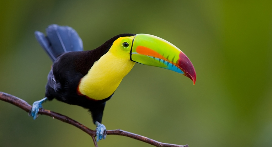 © Shutterstock - buteo Le Parc national Punta Izopo et ses nombreux toucans