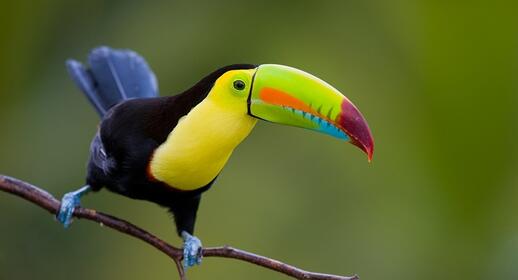 © Shutterstock - buteo Le Parc national Punta Izopo et ses nombreux toucans