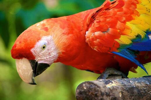 Macaw Moutain Réserve tropicale d'oiseaux