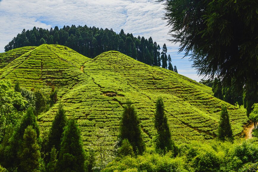 © Unsplash - TEJASHVI VERMA Champs de thé à Darjeeling