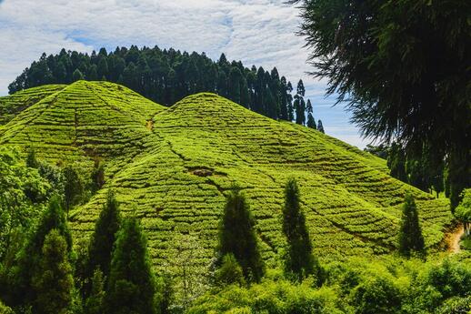 Champs de thé à Darjeeling