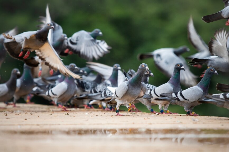 © Shutterstock - stockphoto mania Piegeons