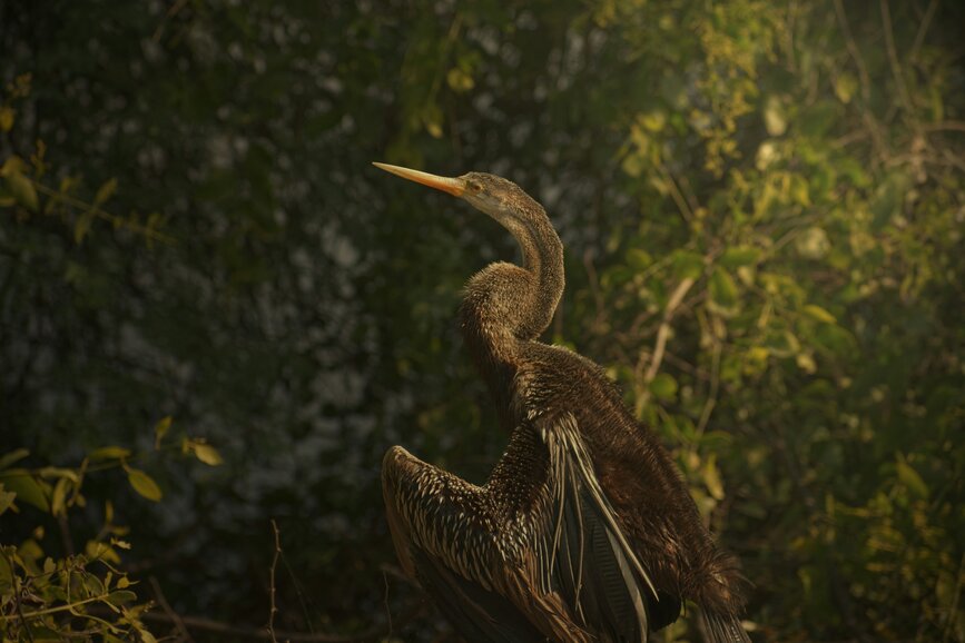 © Unsplash -Vaibhav Raina Parc National Keolado Ghana