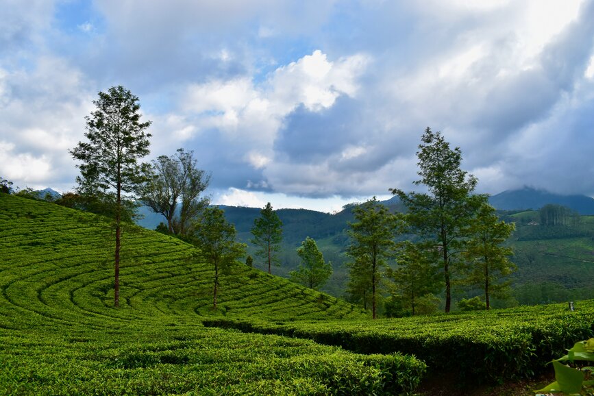 © Unsplash - Hitesh Meta Plantations de thé et jardins d'épices