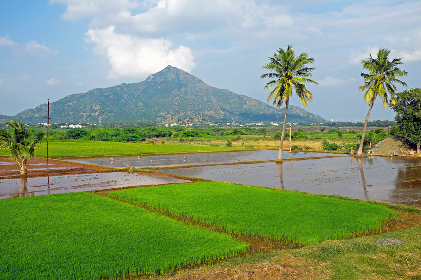 © Shutterstock - Steve Photography Tiruvannamalai