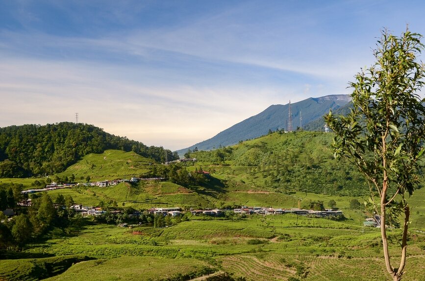 © Shutterstock - Agung Sasono plantation de thé dans la région de Bogor
