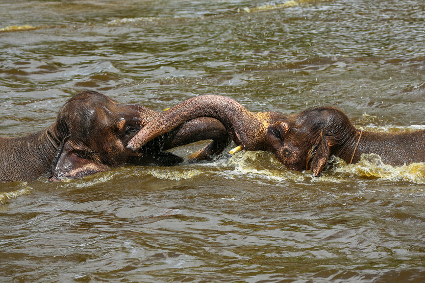 © Shutterstock - Sanita Pukite Elephant