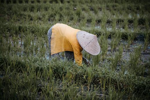 vie agricole à Bali