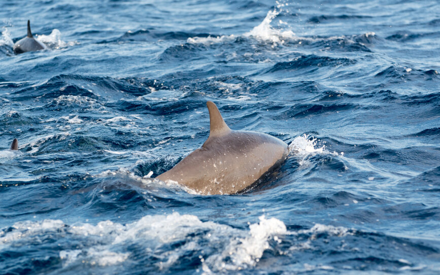 © Shutterstock - Tomasz baranowski Navigation pour observer les dauphins