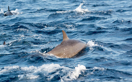 Navigation pour observer les dauphins