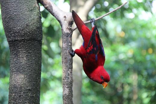 Oiseaux