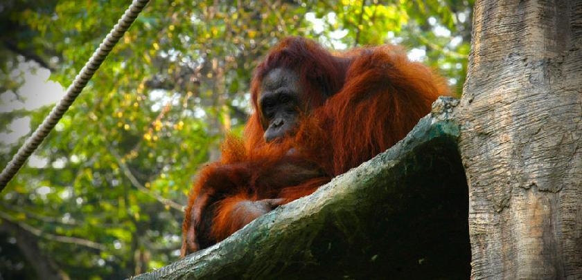 Orangs-outan