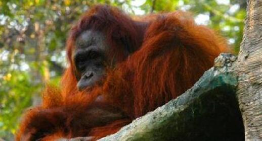 Orangs-outan