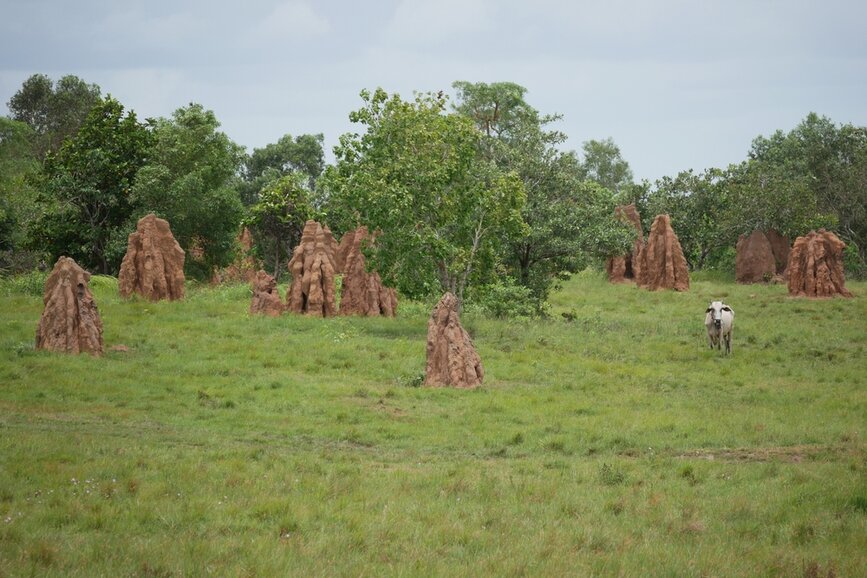 © Shutterstock - Aditya E.S. Wicaksono Parc National de Wasur
