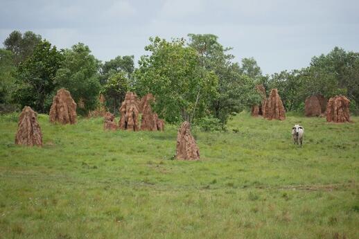 Parc National de Wasur