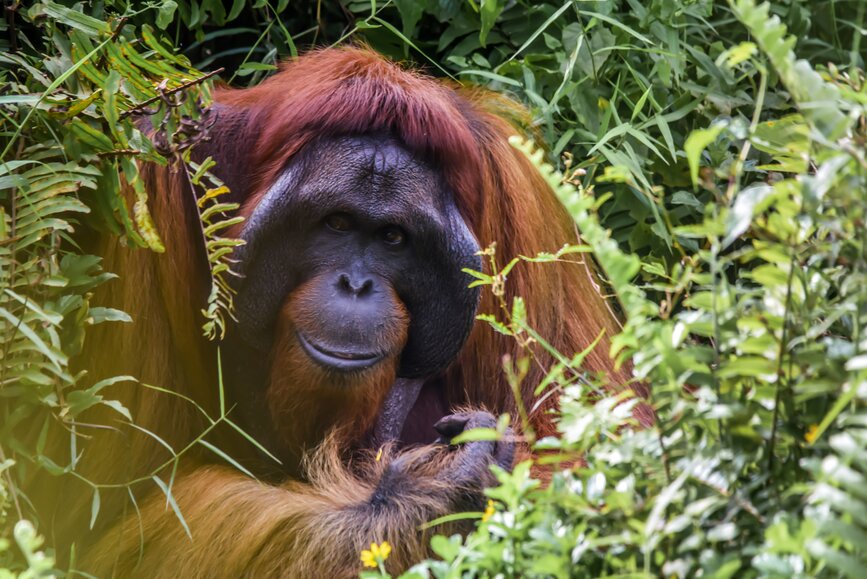 © Unsplash - Simone Millward Orang outant de Bornéo
