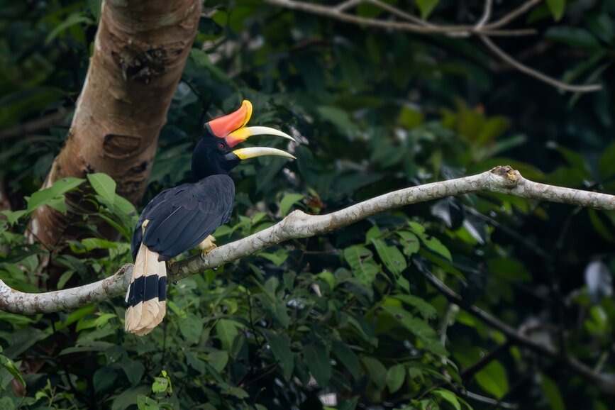 © Shutterstock - David Havel Bornéo