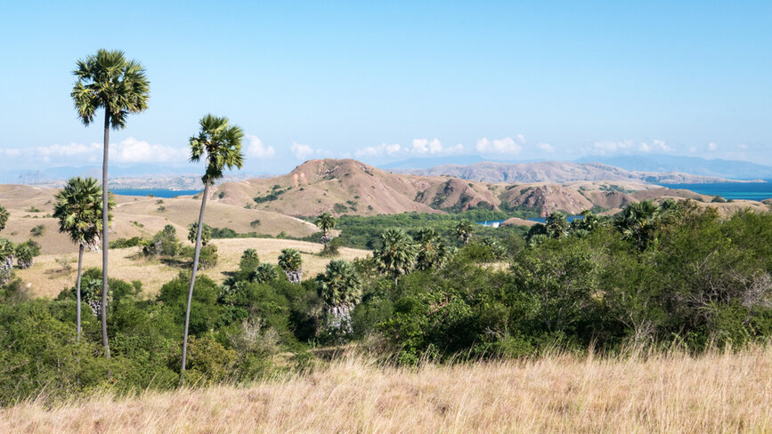 © Shutterstock - lrosebrugh Rinca & Komodo