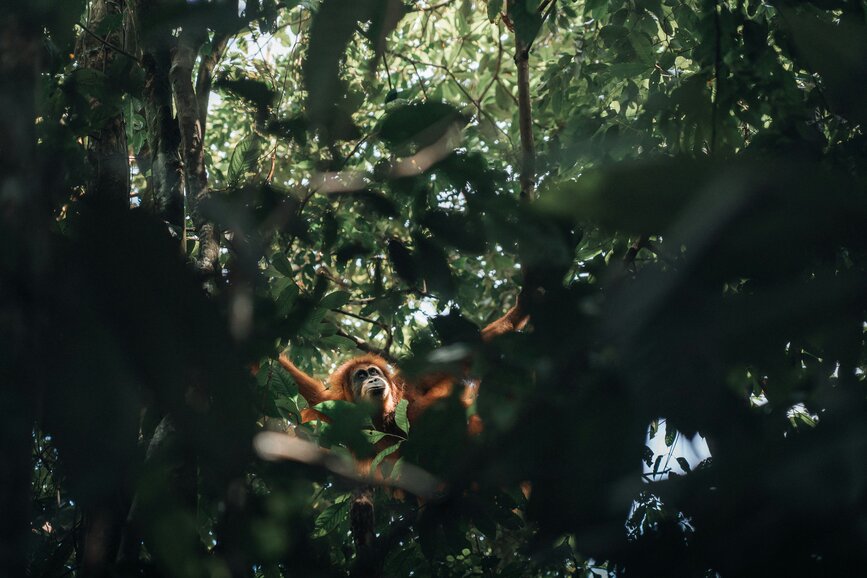 © Unsplash - Carla Moreau Sumatra, orang outans