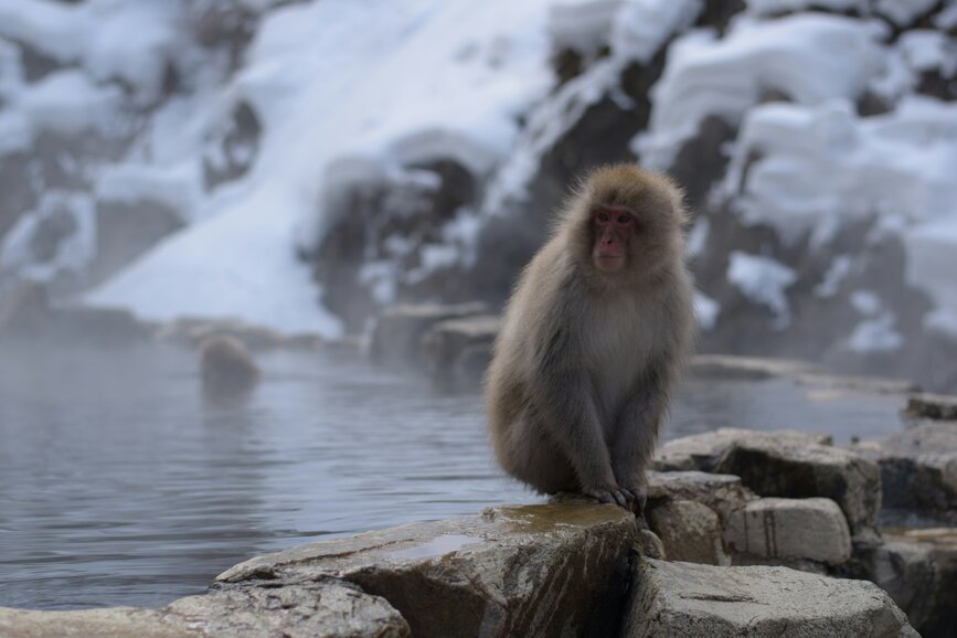 © Unsplash - Sebastián Silva Solar Parc aux singes