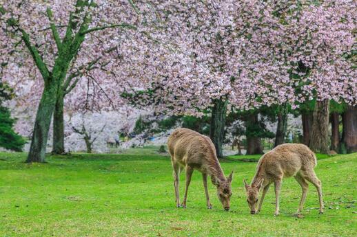 Le parc de Nara