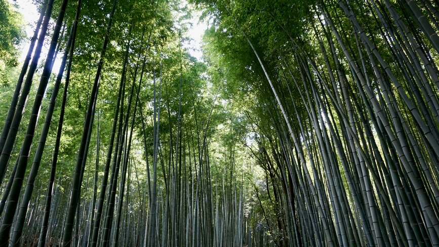 © Unsplash - Karen Chew La bambouseraie du quartier d’Arashiyama