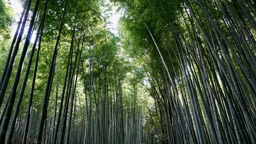La bambouseraie du quartier d’Arashiyama