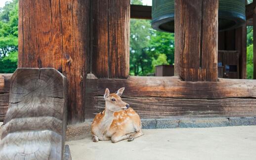 © Unsplash - Yux Xiang Nara